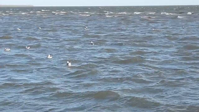 Мариуполь. Азовское море. Чайки. Дикие утки. Городской пляж. 05.10.20