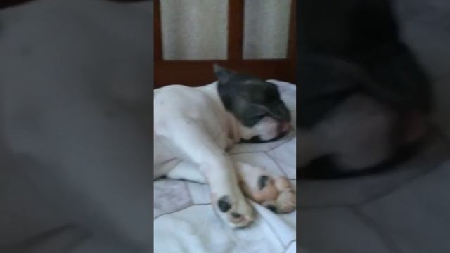 Француз бегает во сне после первой прогулки.