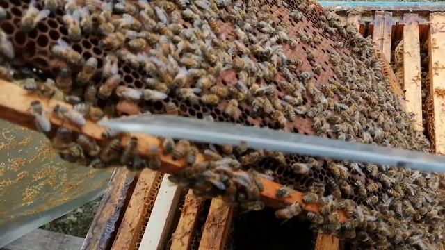 CUM ȘI CÂND SE FORMEAZĂ ROIURILE PE 2 RAME