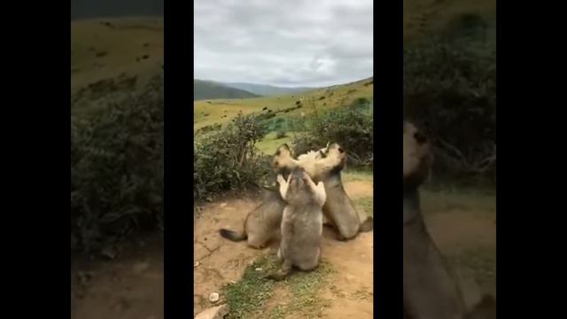 Весёлые умные животные.  Ссора на кухне. Смотреть со звуком