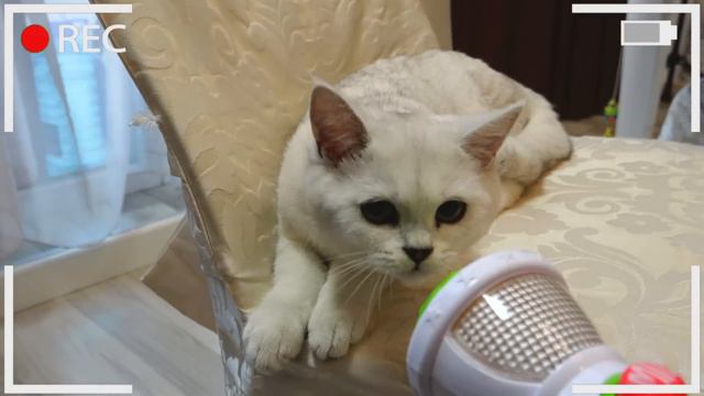 НОВОСТИ! Что происходит с жителями Амелькиного Дома? Репортаж из места событий!