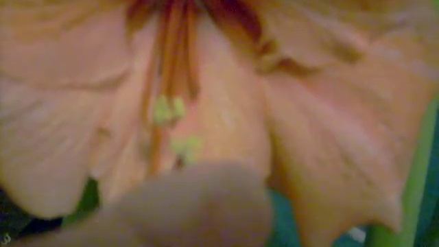 Rilona Crossed With Christmas Gift And Visa Versa Amaryllis Hippeastrum Bulb