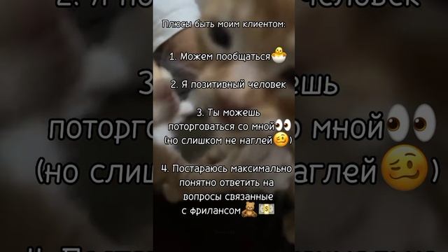 ? #кот #котята #милота #работа #фриланс