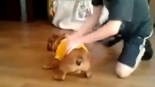 В чем прелесть маленькой собачки