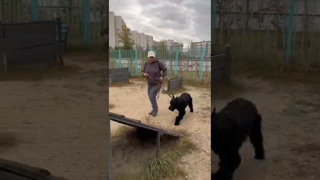 Разрывной мост. Роман-Кош Хрусталь Мондиаль. 8 мес. сын Цирцеи, Пули и АР Зигзаг Удачи.1.10.23