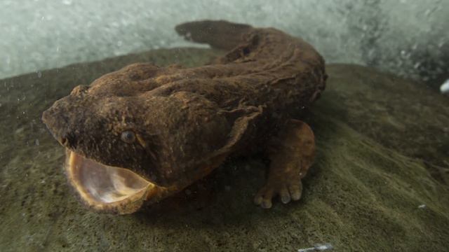 Everything You Need To Know About Salamanders