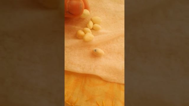 ПЕРВАЯ КЛАДКА !!! Улитки ахатины!!!