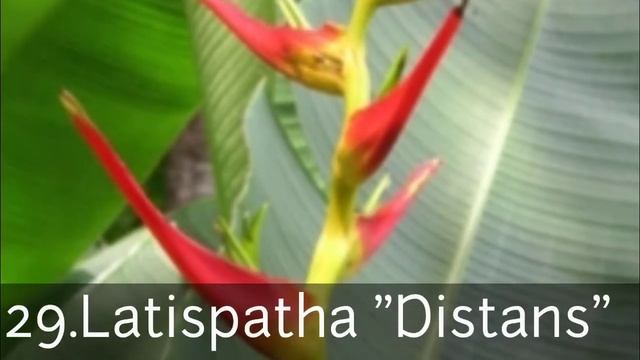 TOP 60 Heliconia Plants Different Types And Varieties #tropical Plant