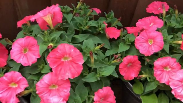 PETUNIA/Early Visit/Favourite Plants