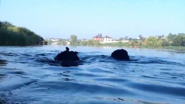 РЧТ Доминика и Фро  пловчихи)))