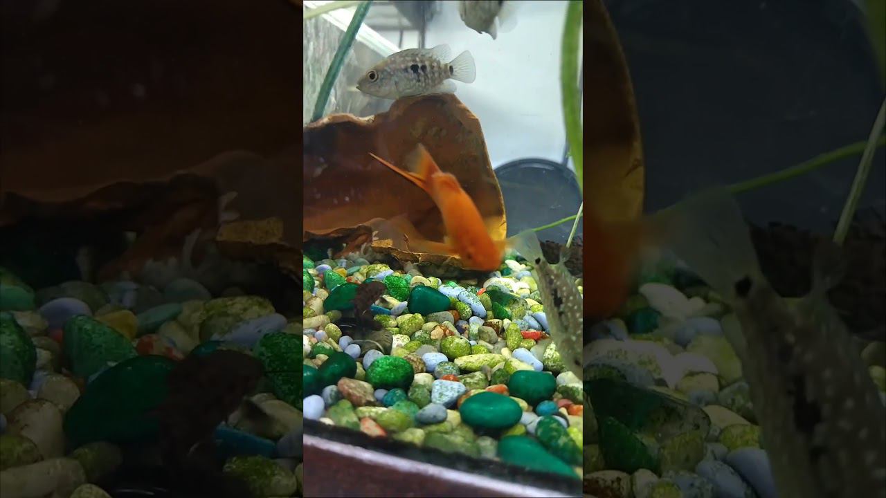 Большой красивый и одинокий самец меченосца. #aquariumshow