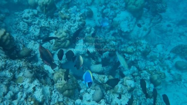 Мальдивы. Maldives. 马尔代夫。 128