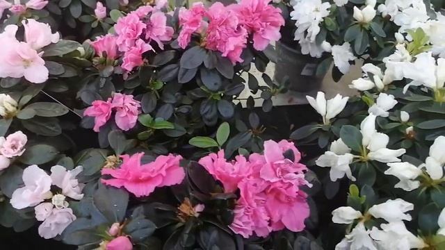 Покупка семян и обзор растений в магазине Планета лета. #обзоррастений#закупкасемян