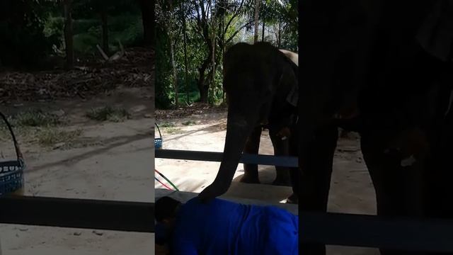Тайланд. Тайский массаж слоном. #тайланд #тайскиймассаж #слоны