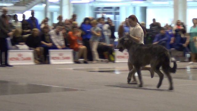 58   САСIB Екатеринбург ХХI век 2017г. БЭСТ 10 группа