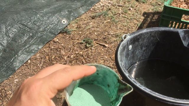 Zafferano: Espianto E Concia Dei Bulbi Di Zafferano