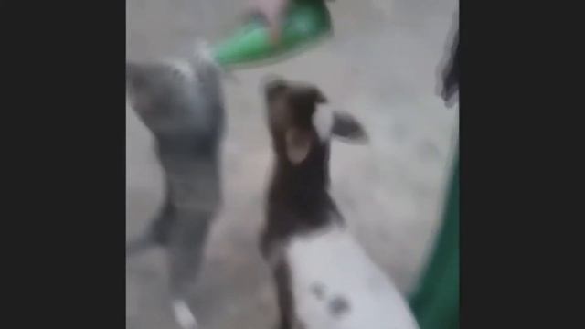 ПРИКОЛЫ С КОТАМИ, КОШАКАМИ! 2018