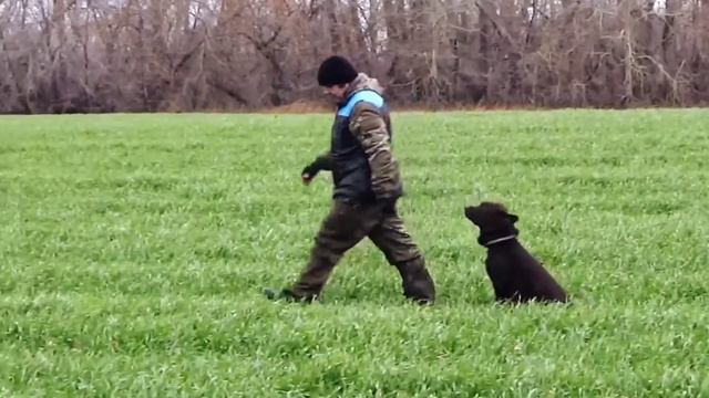 Лабрадор Александрит (2 г) ПОСЛУШАНИЕ 🤩