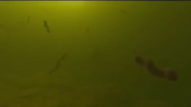 Жизнь внутри нас