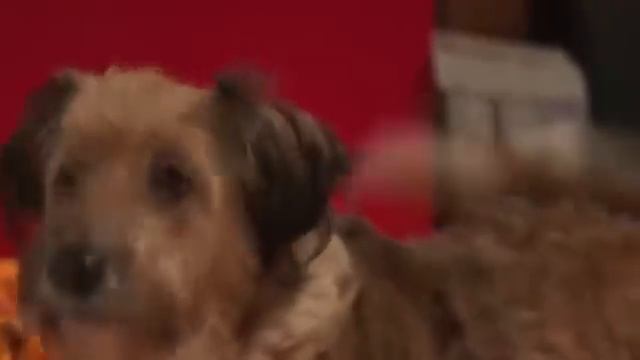 Beethoven Aventura de navidad Películas completa en español Audio Latino