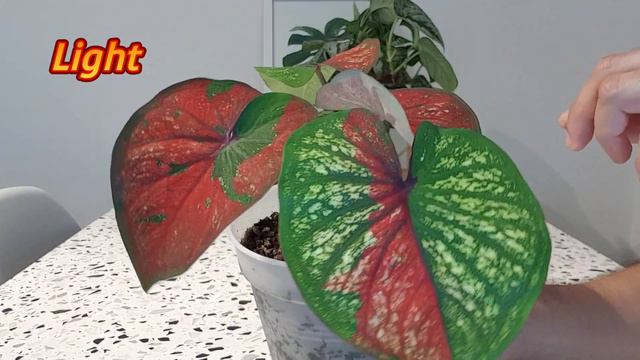 Plant Spotlight  - Caladium Red Beret (with Care Requirements)