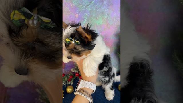 193e31e49529797341f2cacb96992919