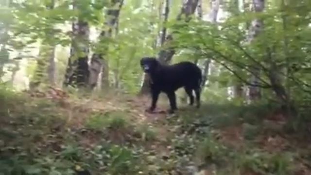 Курчавый ретривер 2013 август