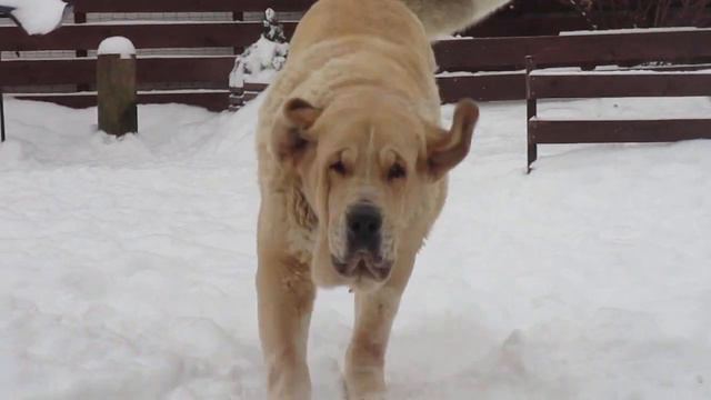 красотка Дженнифер, 5 лет. питомник Флоулесс Стайл (kennel Flawless Style)