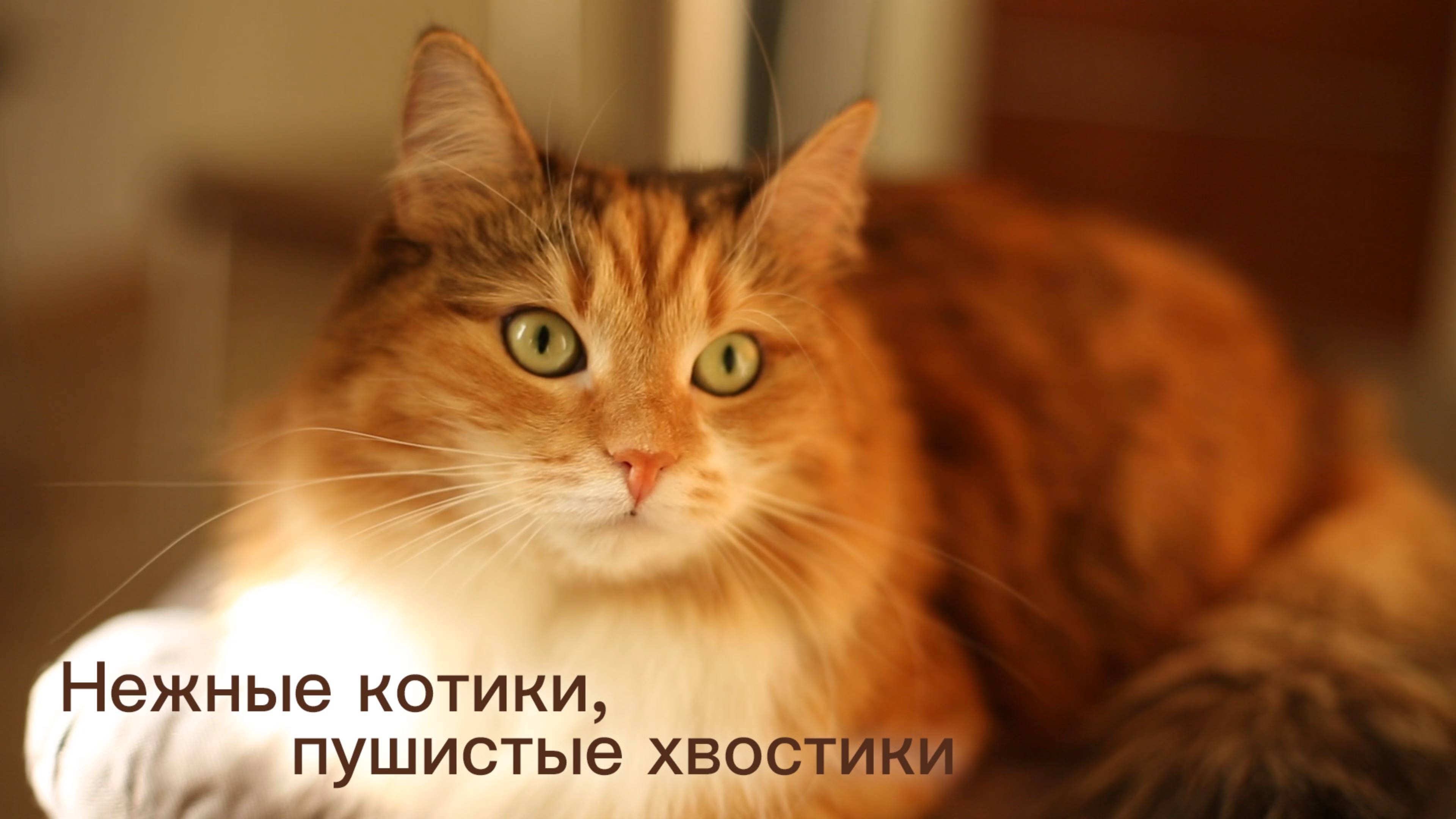 Нежные котики, пушистые хвостики