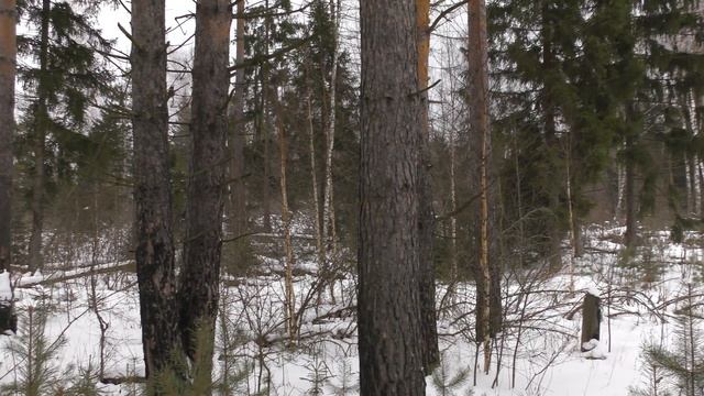 Прогулка по лесу