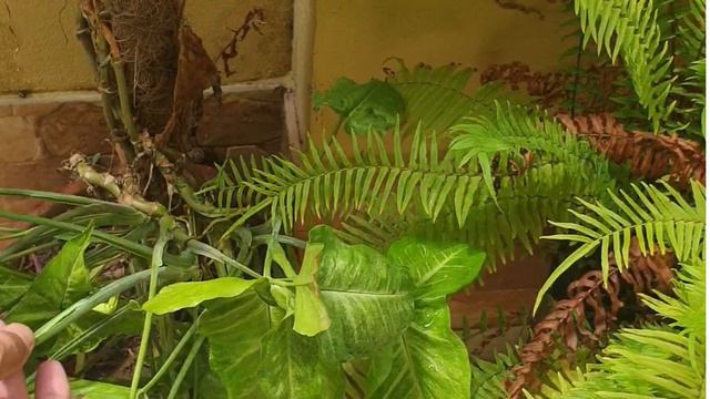 Syngonium Plant Growing In Water Or Bottle