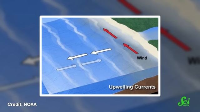 Why the Wind is So Important to Sea Animals