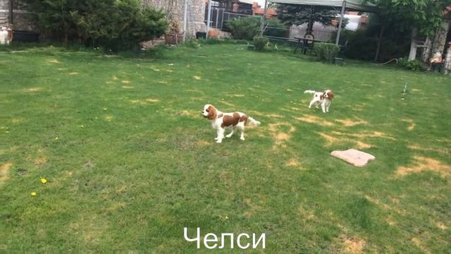 Angelgin Girls (Помощницы)