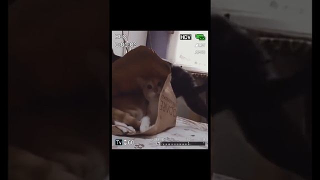 Нежданчик