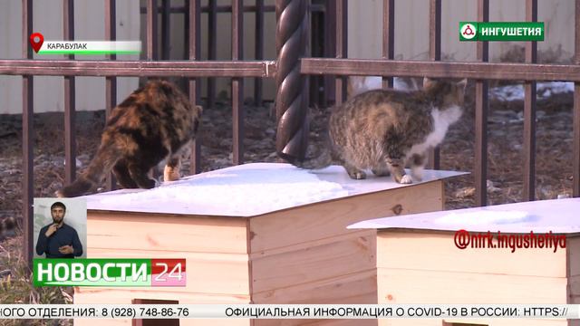 В Карабулаке установили домики для уличных котов