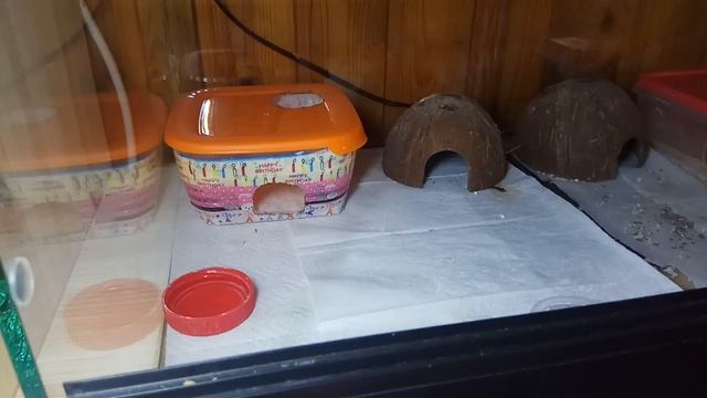 Уборка у эублефаров. Часть 1