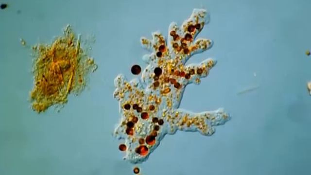 AMOEBA PROTEUS