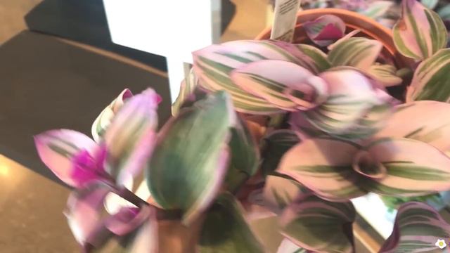 MIND BLOWING: Whole Foods Now Carries Tradescantia Nanouk, Variegated Rubber Plant, And More!