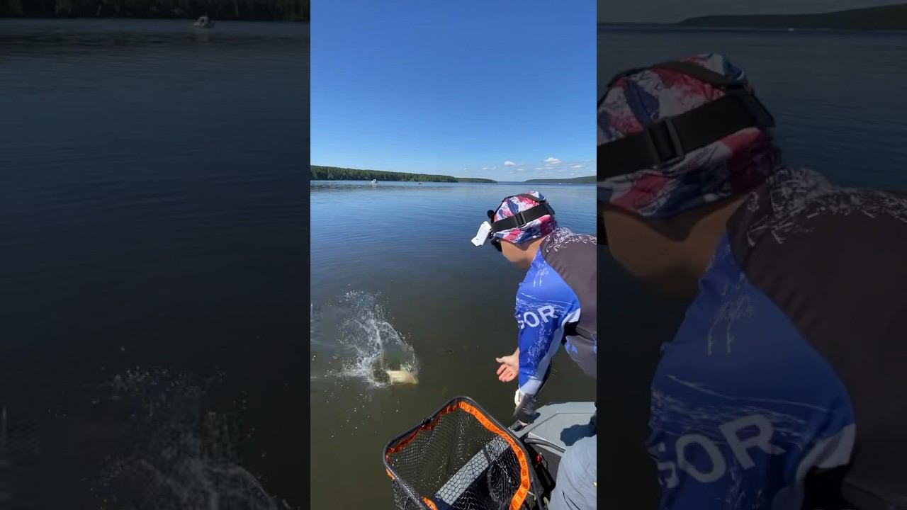 ХИЩНЫЙ, ЖАДНЫЙ ЛЕЩ - НА СПИННИНГ! #shorts #рыбалка #рыбалка2024 #лещ #fishing