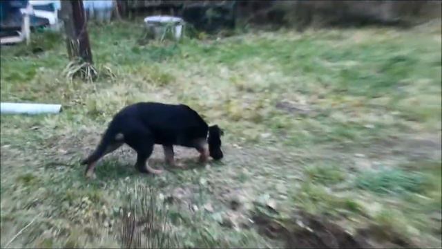 Deutsche Schäferhund Стратегия и куры
