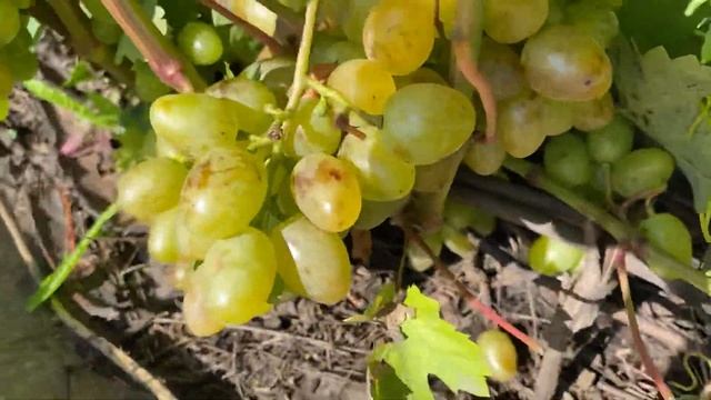 Три сорта винограда ,устойчивые к милдью.