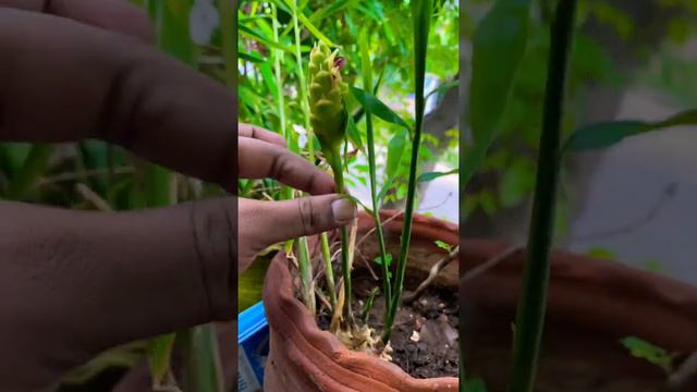 Ginger Flower | Have You Seen It? Flower Of Ginger Plant 🌱🪴