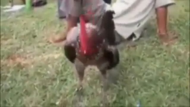 Kak Smeyutsya Petuhi