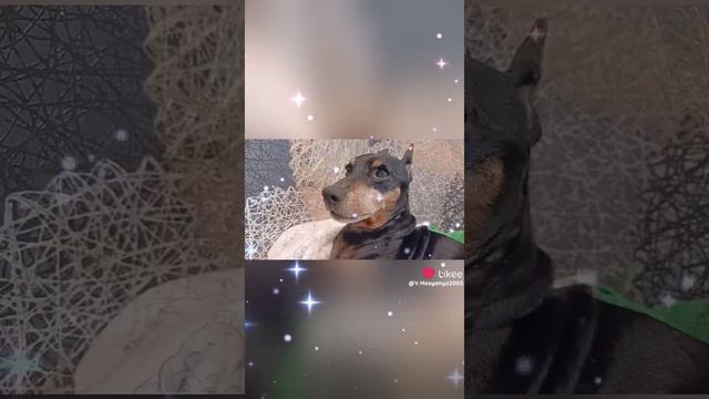 Масяня и Чарли