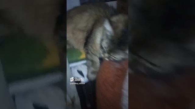 ВЕСЁЛЫЕ КОТЫ