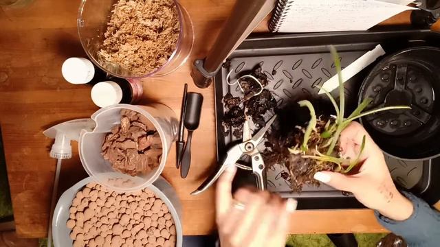 #Carecollab Cattleya (Laelia) Lundii Care And Repot