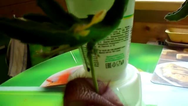 Стапелия расцвела.