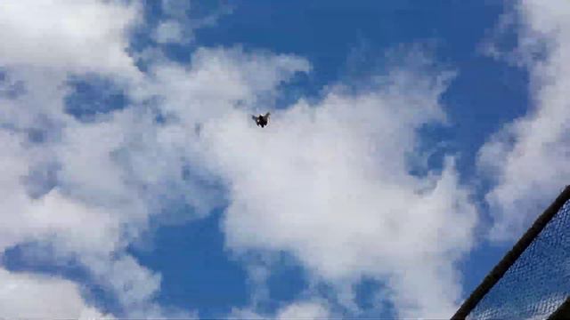 Гон голубей,  ветер 7-8 м/сек. Олег Костяков.