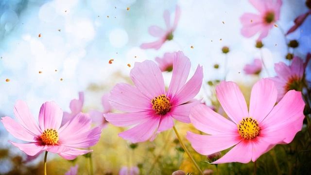 Звук дождя и звук животных тропического леса   расслабляющий сон