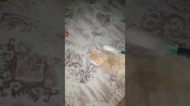 БРОШЕННЫЙ КОТЕНОК...